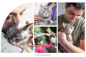 خرید گربه ارزان