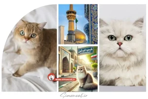 خرید گربه مشهد