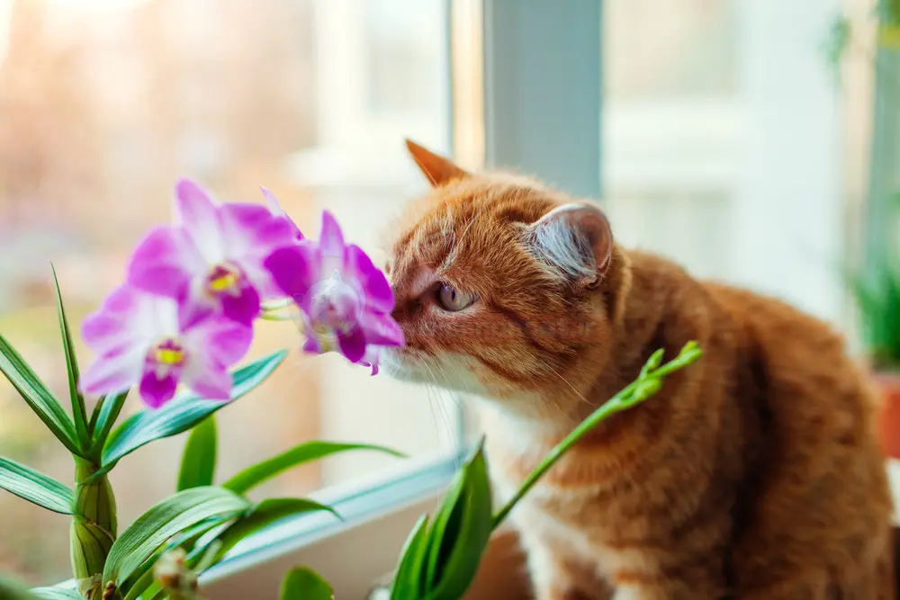 خوردن این گیاهان برای گربه ها مضر است