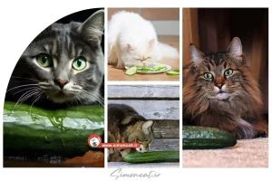 خیار برای گربه