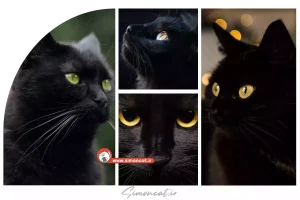 در مورد گربه سیاه