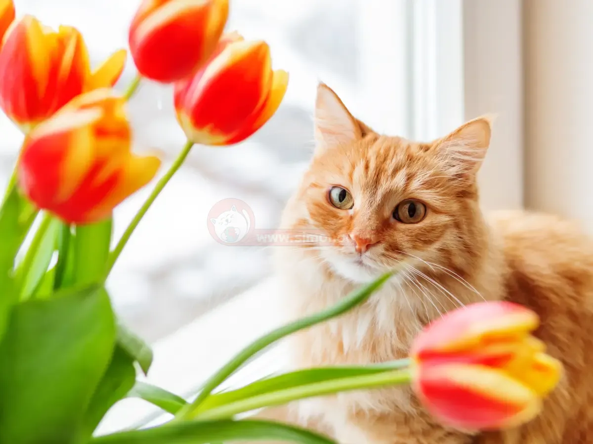 زنبق گیاهی خطرناک برای گربه