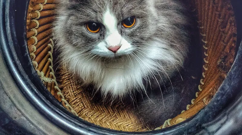 زندگی آرام در کنار گربه
