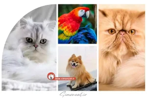 زیباترین حیوانات خانگی