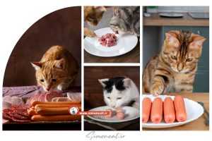 سوسیس برای گربه
