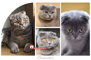 قیمت گربه اسکاتیش خاکستری