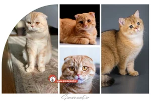 قیمت گربه اسکاتیش گلد