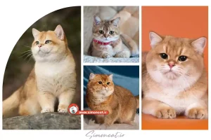 قیمت گربه بریتیش گلد چین چیلا