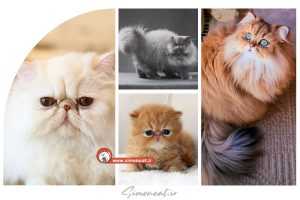 قیمت گربه پرشین