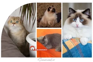 نژاد گربه های تنبل