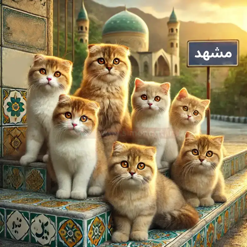 نگهداری گربه در شهر مشهد