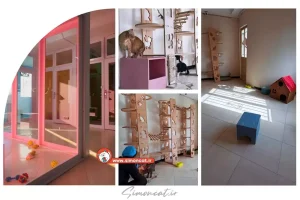 پانسیون گربه در جنت آباد