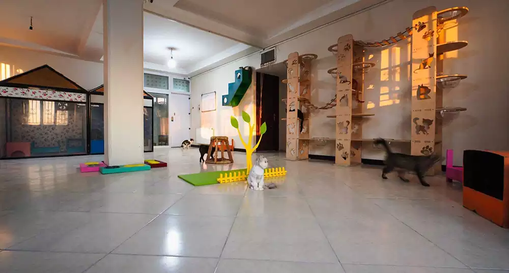 پانسیون گربه