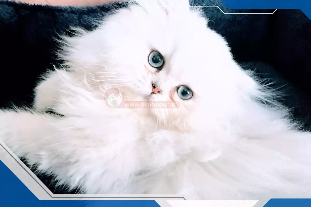 پرشین چشم آبی