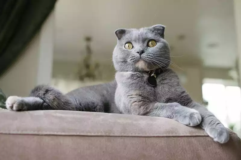 گربه اسکاتیش بلو