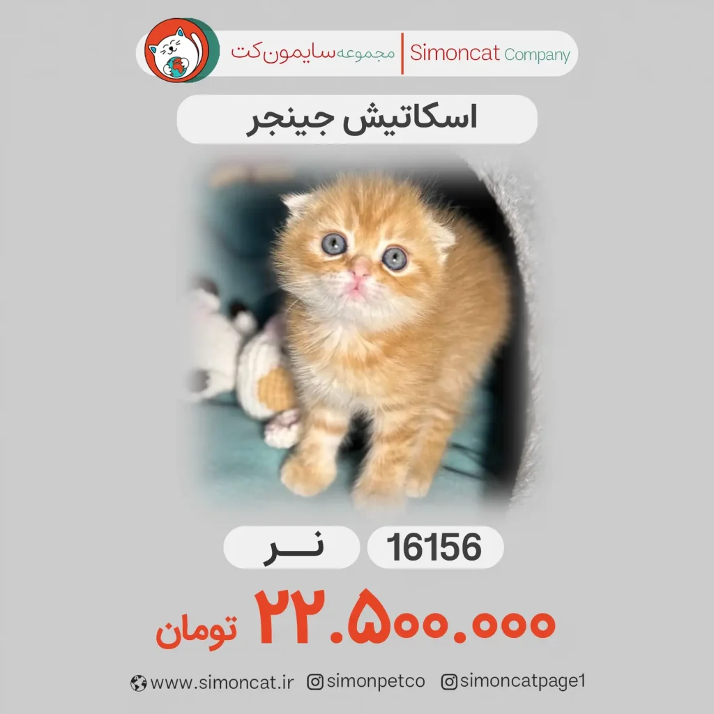 اسکاتیش جینجر