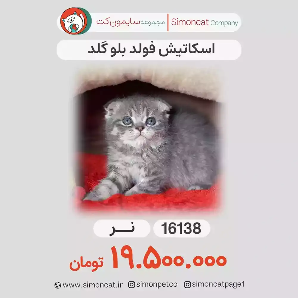 گربه اسکاتیش فولد بلو گلد