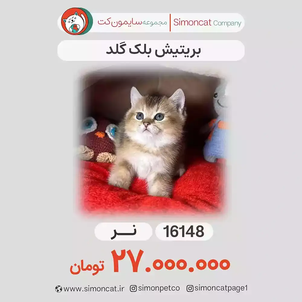 گربه بریتیش بلک گلد