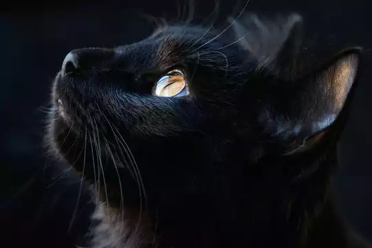 گربه سیاه