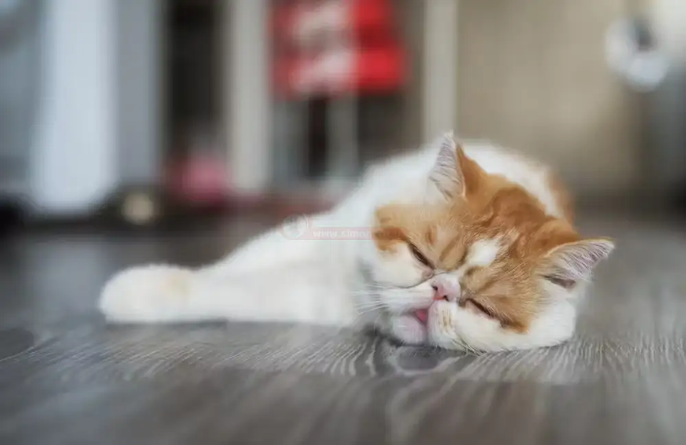 گربه نژاد تنبل 