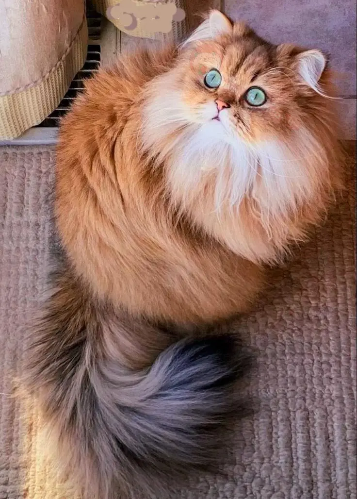 گربه پرشین کلاسیک