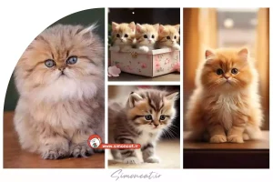گربه پشمالو بامزه