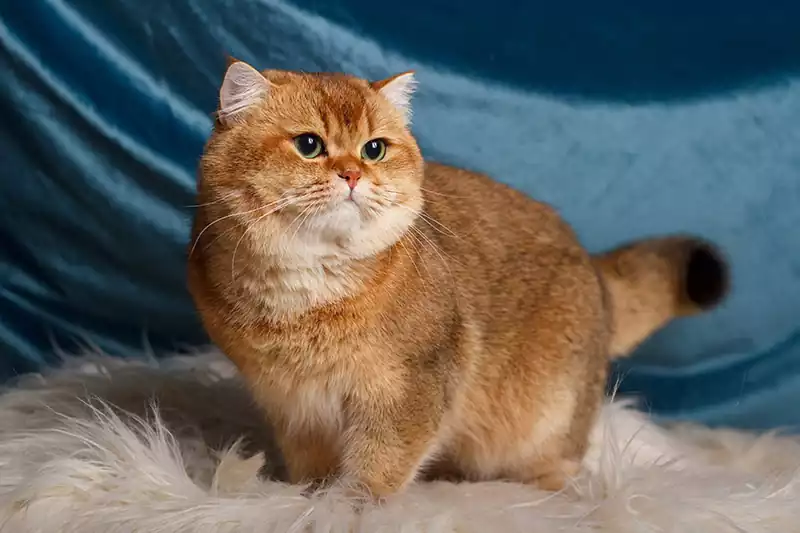 گربه چین چیلا طلایی