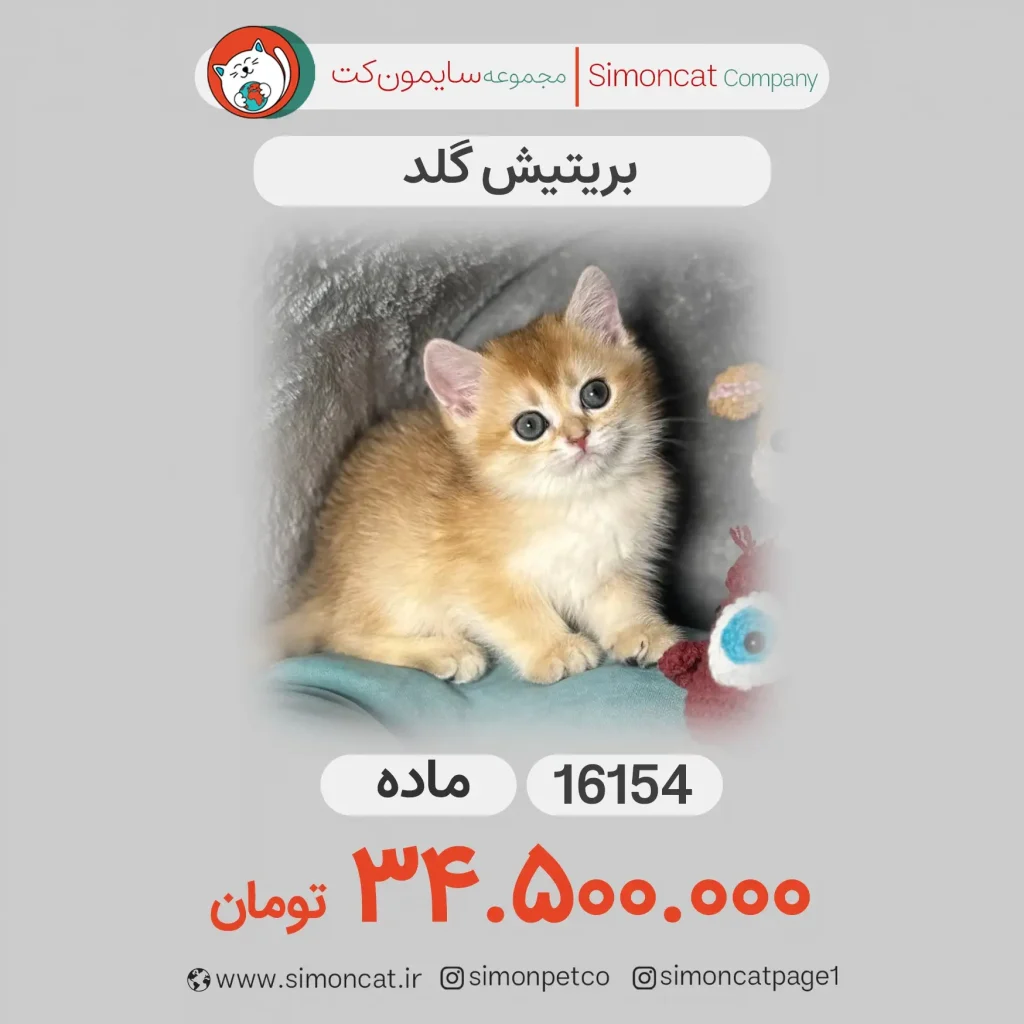 گریه پرشین گلد
