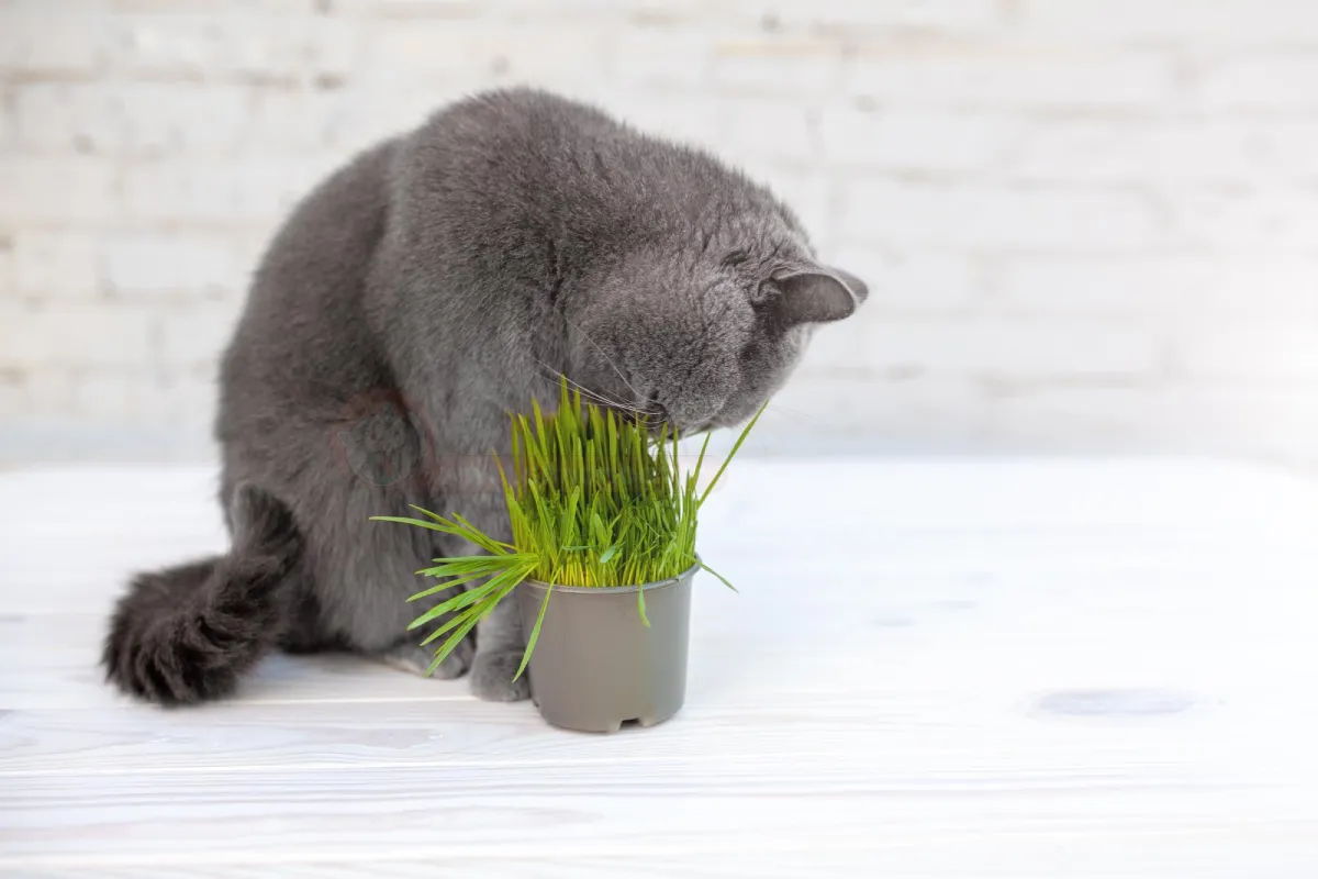 گیاهان بی ضرر برای گربه