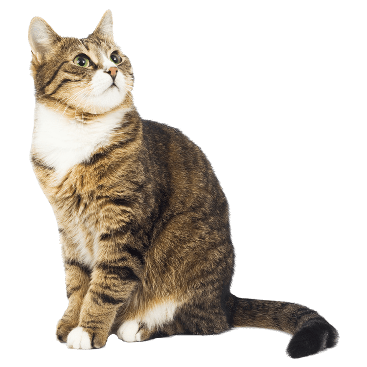 cat background