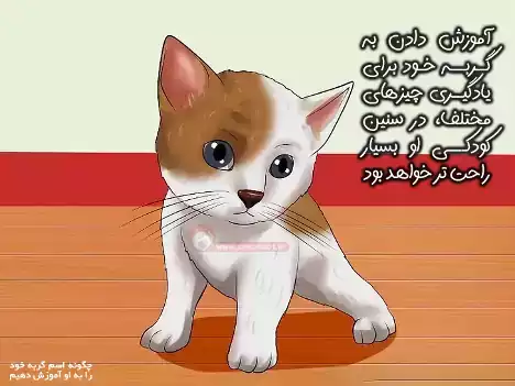 آموزش به بچه گربه راحت تر است