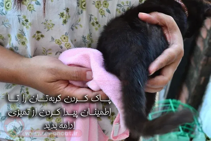 از تمیز بودن گربه اطمینان حاصل کنید.
