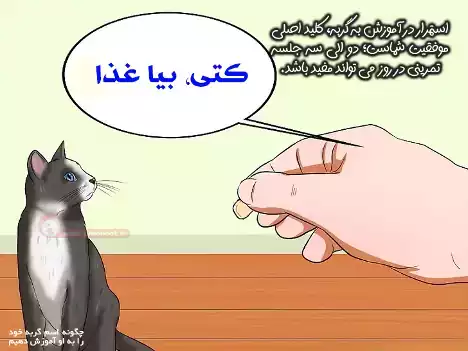 یاد دادن اسم به گربه