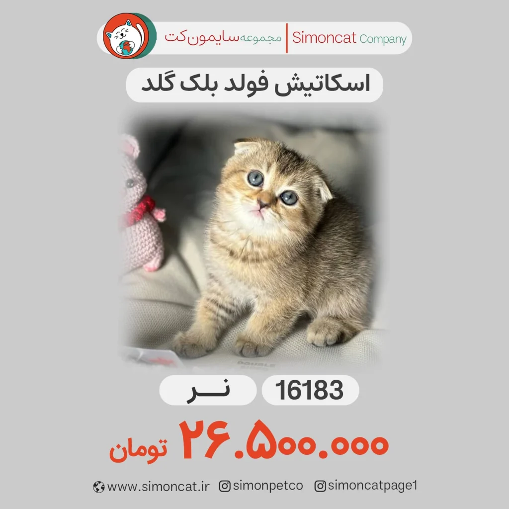 اسکاتیش فولد بلک گلد