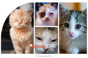 التهاب چشم گربه