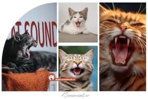 انواع صدای گربه و معنای آن