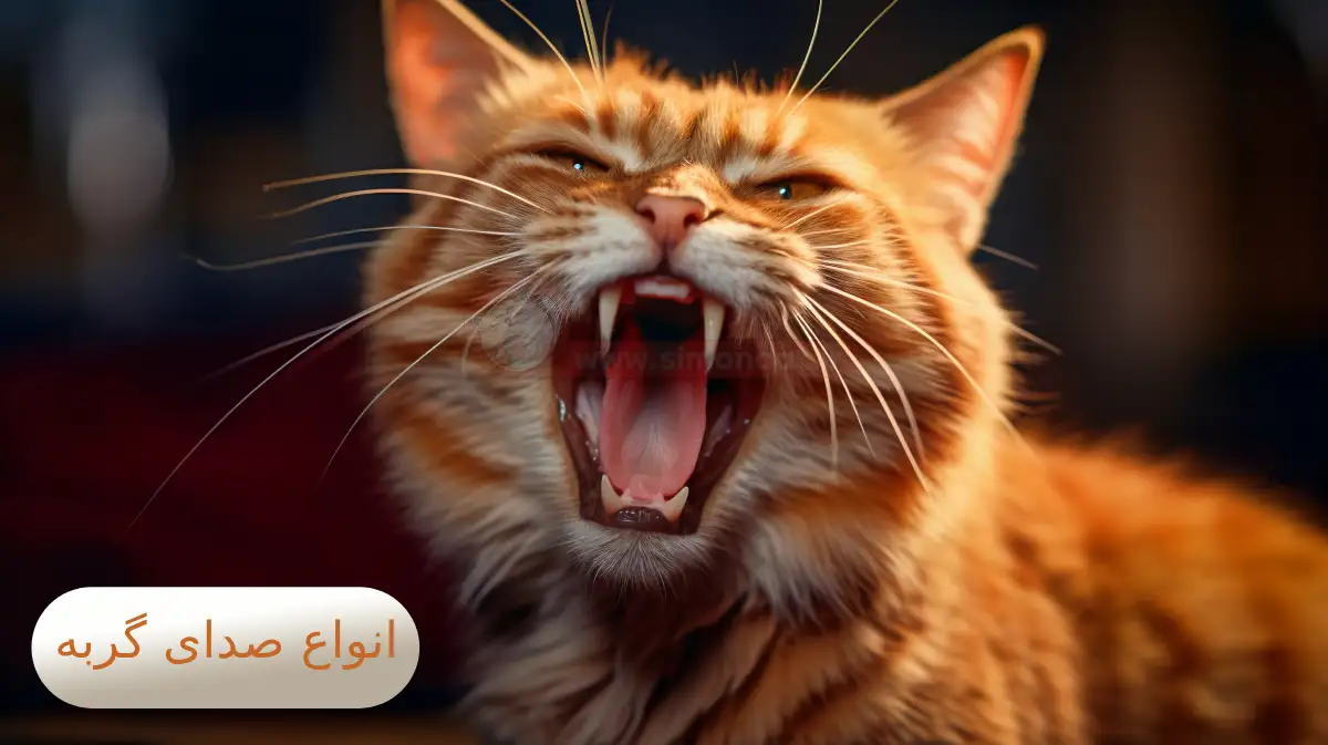 انواع صدای گربه