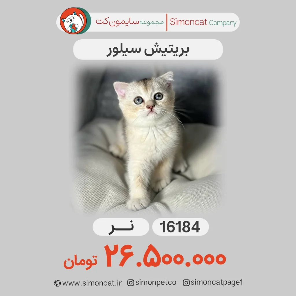بریتیش سیلور