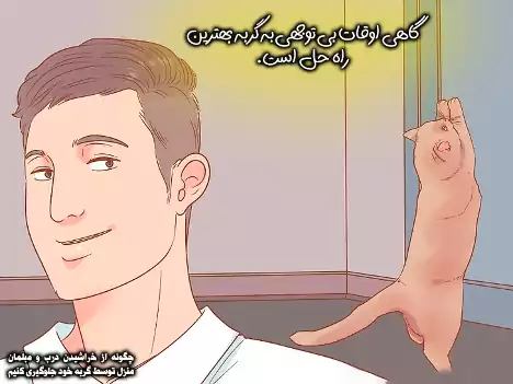 بی توجهی به گربه