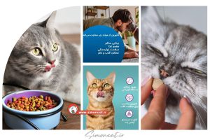 تائورین برای گربه