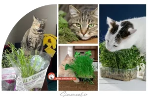تره برای گربه