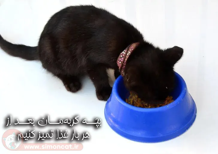 تمیز کردن بچه گربه بعد از هر وعده غذایی