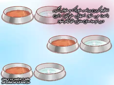 تنظیم زمان تغذیه گربه