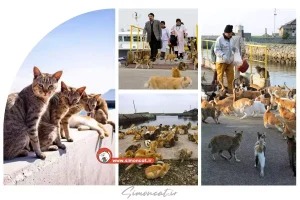 جزیره گربه‌ها در ژاپن؛ بهشت دوستداران گربه