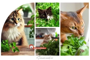 جعفری برای گربه