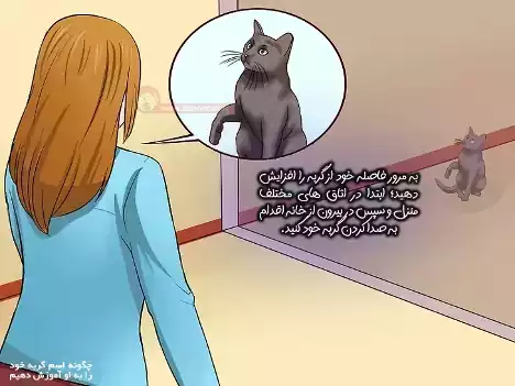 حفظ فاصله از گربه برای یادگیری