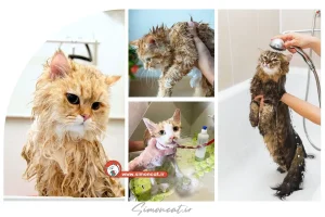 حمام بچه گربه