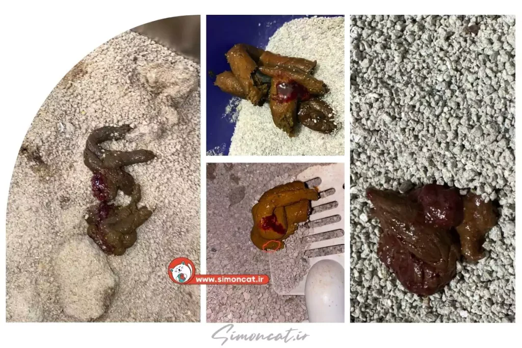  خون در مدفوع گربه