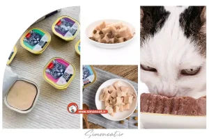 راهنمای خرید ووم گربه