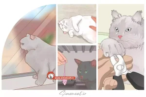 روش ‌های جلوگیری از چنگ زدن گربه